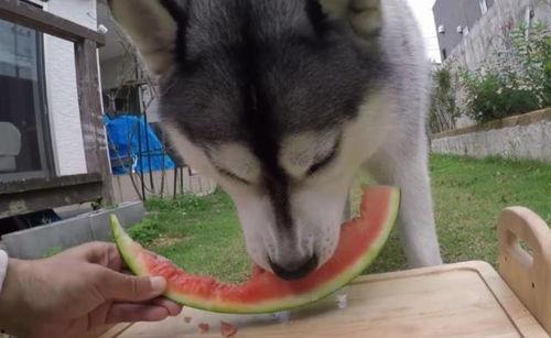 吃瓜群众惊喜二哈图片大全,吃瓜群众惊喜连连