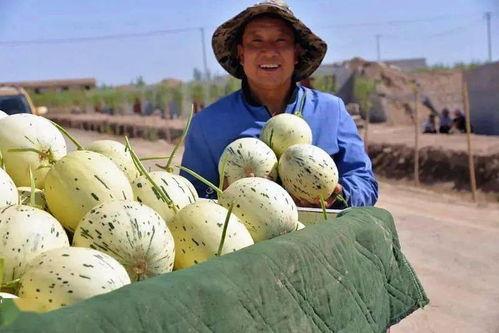 群众吃芥瓜视频,群众共享美味瞬间