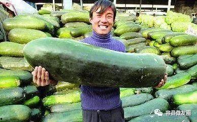 群众吃芥瓜视频,群众共享美味瞬间