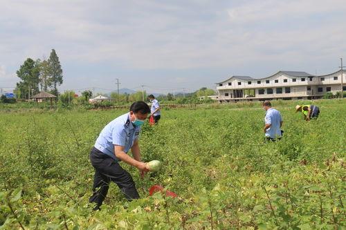 疫情期间群众吃瓜,群众“吃瓜”现象背后的社会心理
