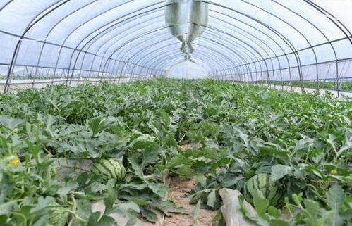 金山县吃瓜群众事件,网络舆论的狂欢与反思